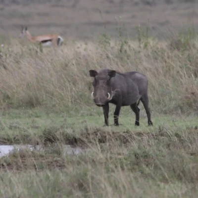 Nairobi Naitional (4)