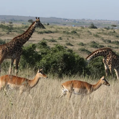 Nairobi Naitional (5)