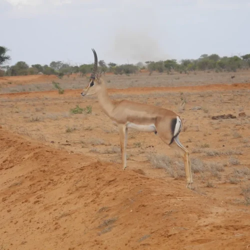 Tsavo National park (3)