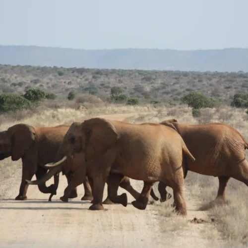 Tsavo National park (6)