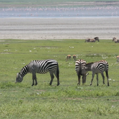 ngorongoro (1)