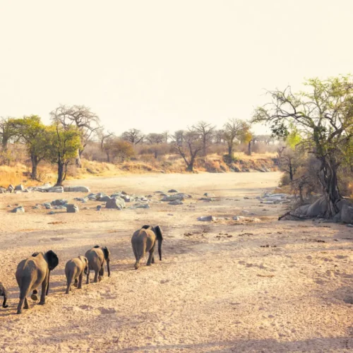 ruaha2